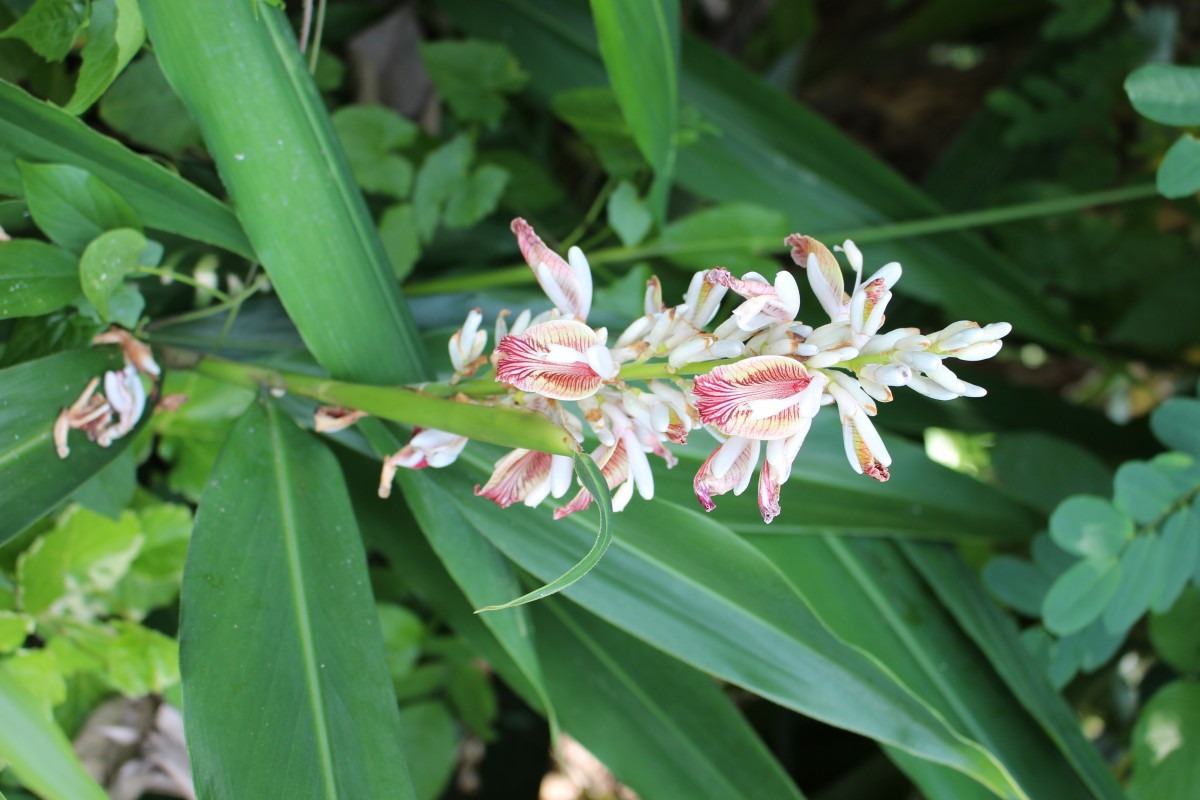 Alpinia calcarata (Andrews) Roscoe